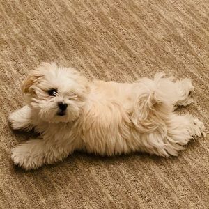 Meet your Posher, Kcien